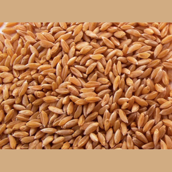 WHEAT SHARBATI