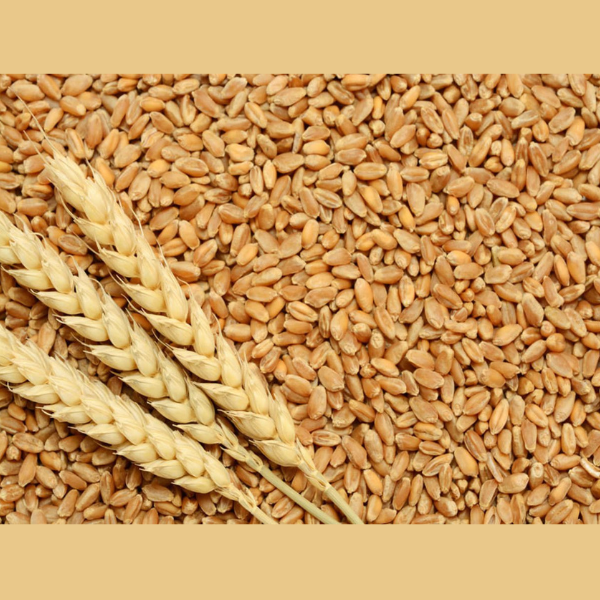 WHEAT 2189